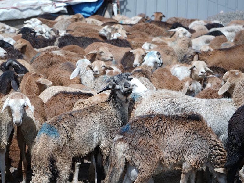Qurban Distribution Photo 6